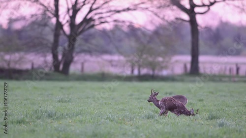Two roebucks stand on a meadow and impress each other shortly before a territorial fight, spring, north rhine westphalia, (capreolus capreolus), germany