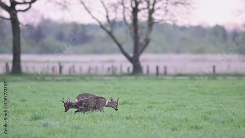 Two roebucks stand on a meadow and impress each other shortly before a territorial fight, spring, north rhine westphalia, (capreolus capreolus), germany