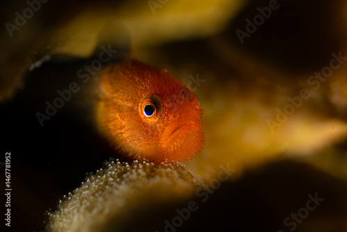 Redhead Stylophora Goby (Paragobiodon echinocephalus). Underwater macro photography from Aniilao, Philippines