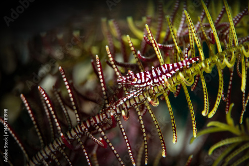 Crinoid Snapping Shrimp (Synalpheus stimpsoni) lives underneath Crinoids. Underwater macro photography from Anilao, Philippines