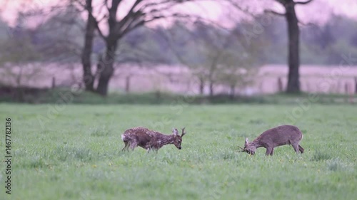 Two roebucks stand on a meadow and impress each other shortly before a territorial fight, spring, north rhine westphalia, (capreolus capreolus), germany