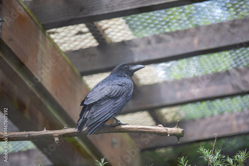 black bird