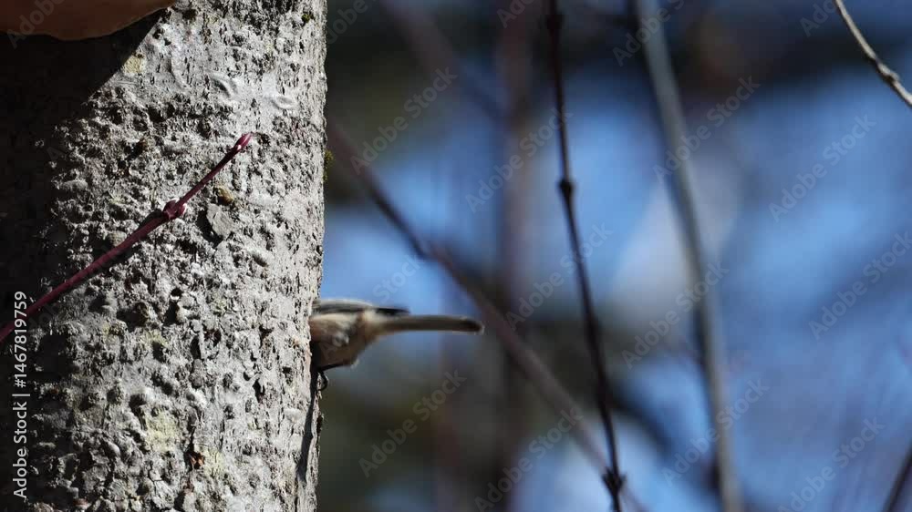 Une mésange à tête noire fait son nid dans le tronc d'un arbre.