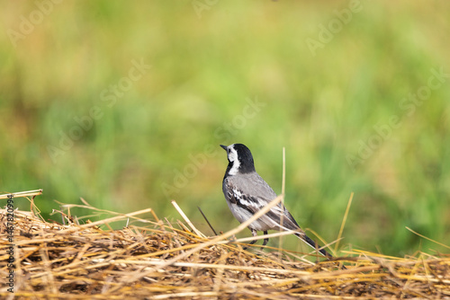 A white wagtail (Motacilla alba)