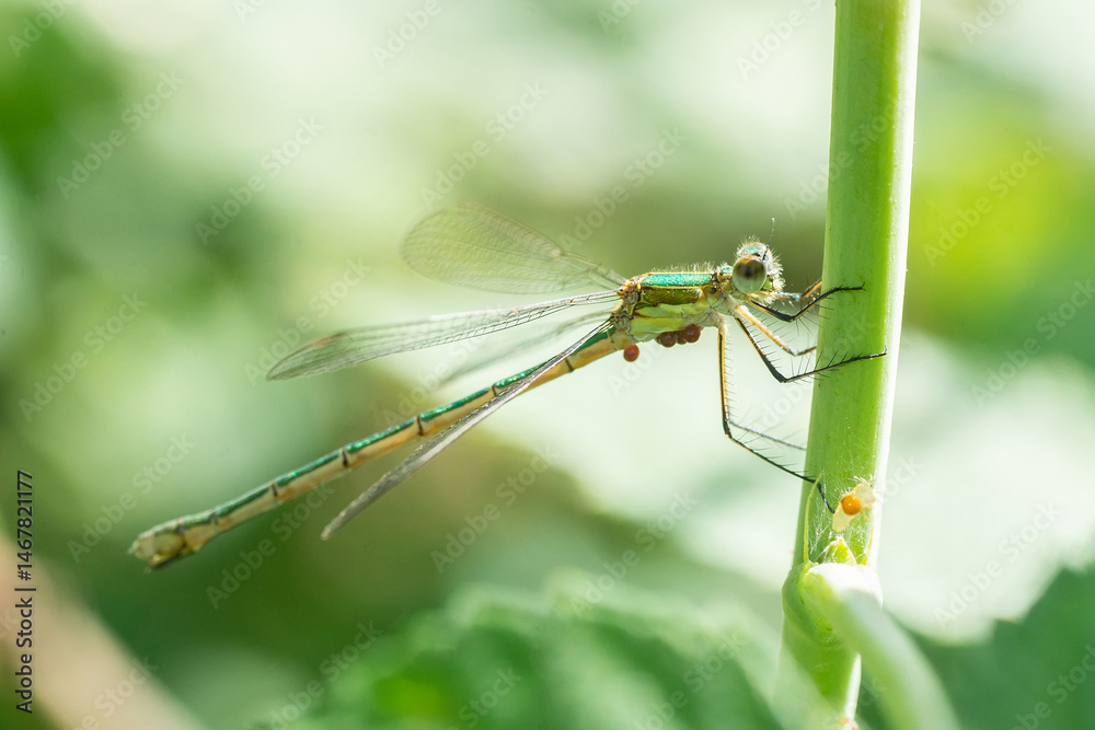 Dragonfly on a stick.. Dragonfly on a stick..