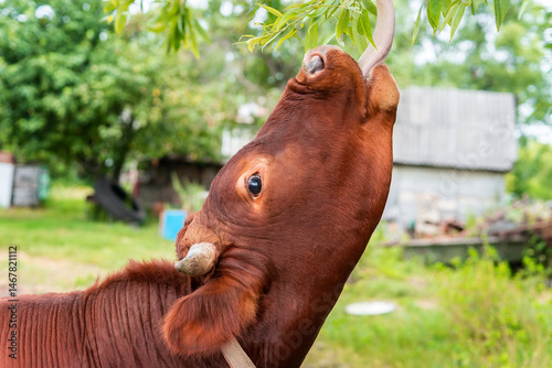 calf in the meadow.