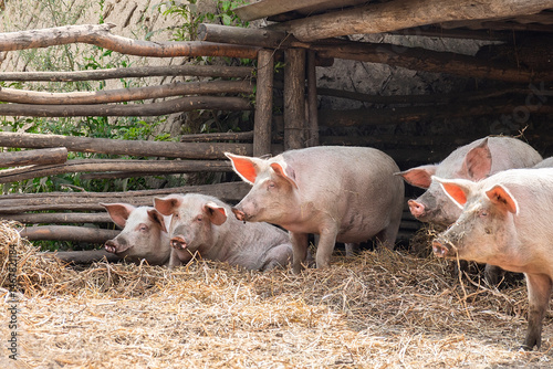 Pig farming raising and breeding of domestic pigs.
