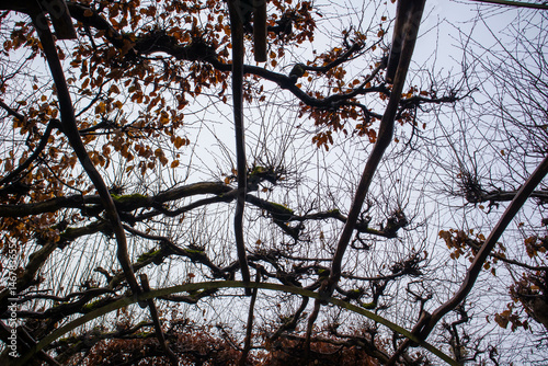 An arch of leafless branches on a foggy day