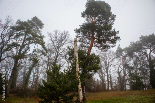 A gray day in the park with a broken tree