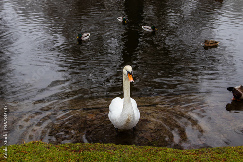 Close-up of a swan with ducks in the background in a park stream