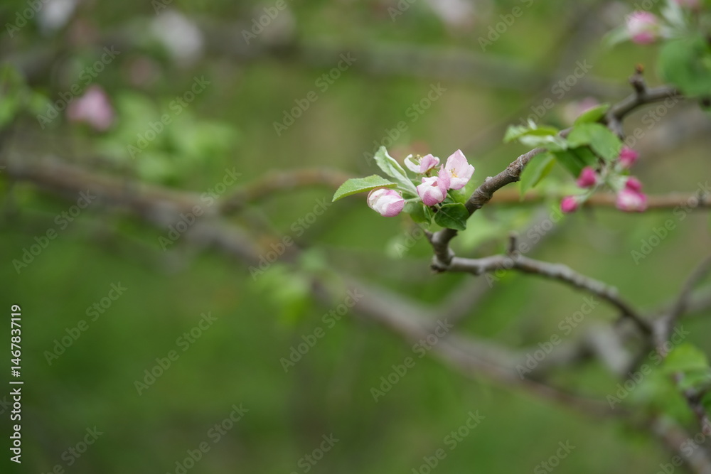 Close-up of apple blossom flowers. Soft white and pink petals in natural light convey a sense of spring, freshness, and natural beauty. Close-up of apple blossom flowers. Soft white and pink petals in natural light convey a sense of spring, freshness, and natural beauty.