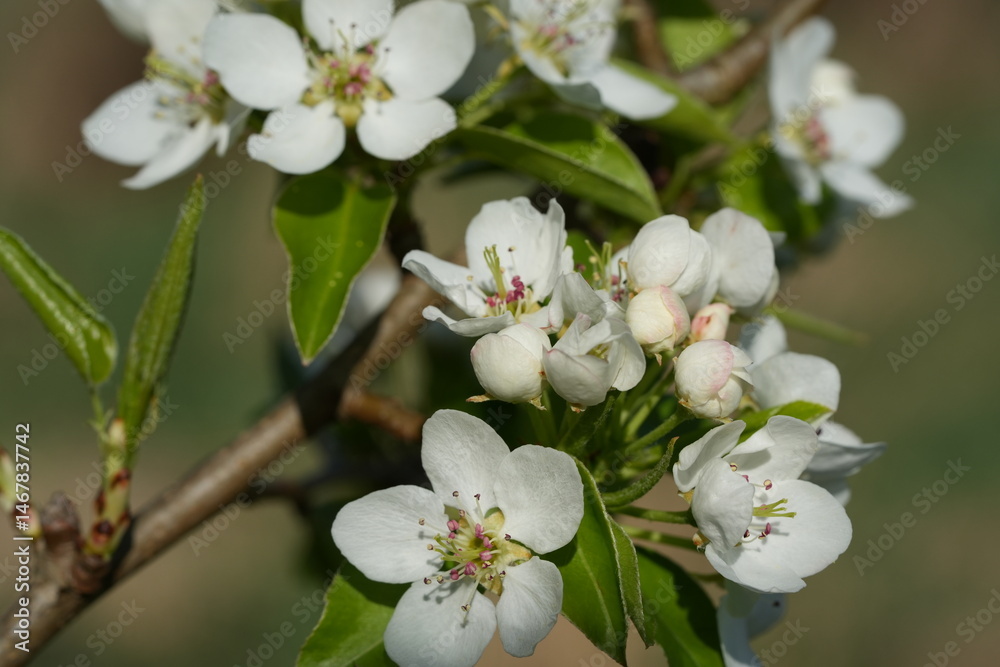 Fototapeta premium Close-up of blooming pear flowers. White petals and delicate stamens capture the essence of spring, freshness, and natural purity — perfect for garden, botanical, and seasonal nature themes.