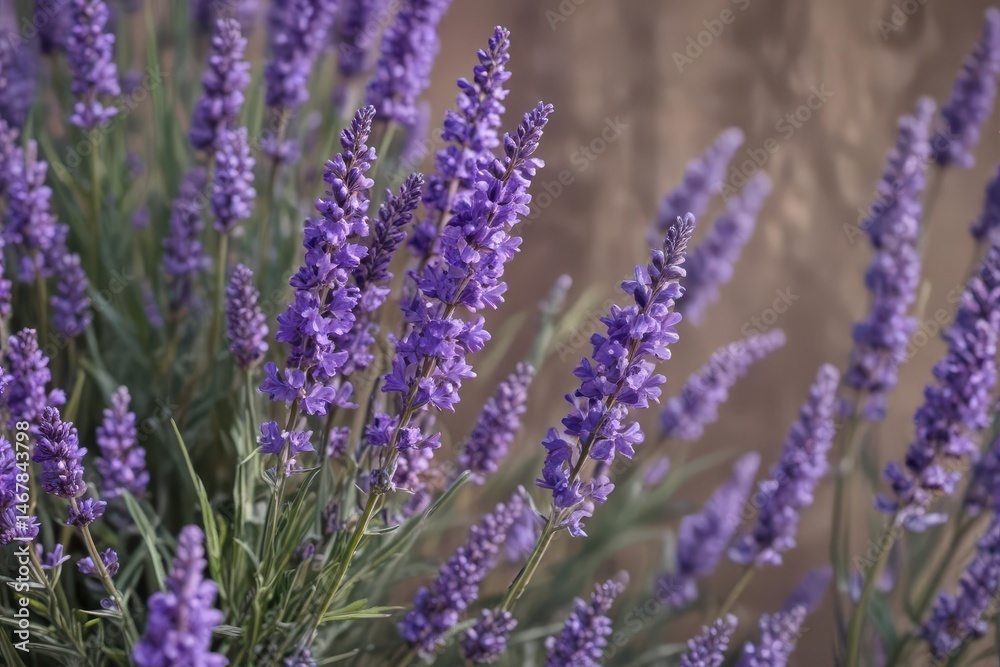 Obraz premium A fragrant bouquet of purple lavender blossoms , decoration, blossom, floral