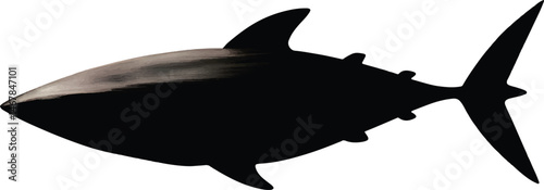 An isolated tuna fish with torpedo shape, vector, png
