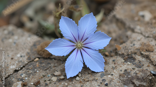 Light blue snakeweed flower, Stachytarpheta jamaicensis photo