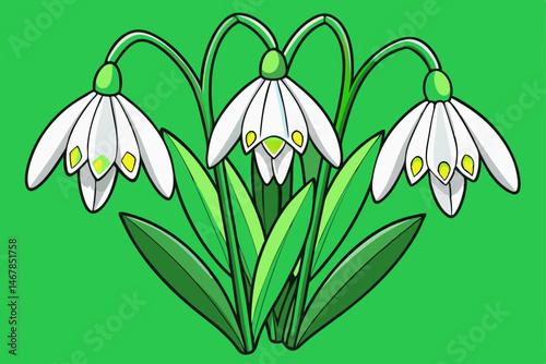 snowdrop flowers vector illustration