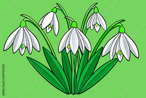 snowdrop flowers vector illustration