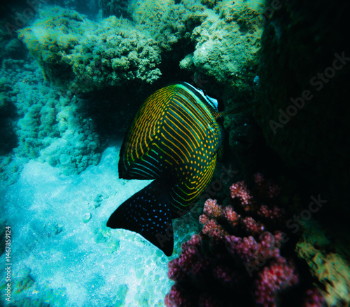 Fototapeta Naklejka Na Ścianę i Meble -  Tropical fish in the Red Sea. Egypt. Sharm El Sheikh.