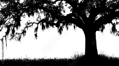 Silhouette of Live Oak Tree: Majestic live oak tree silhouette with Spanish moss, evocative of Southern charm and timeless beauty.
