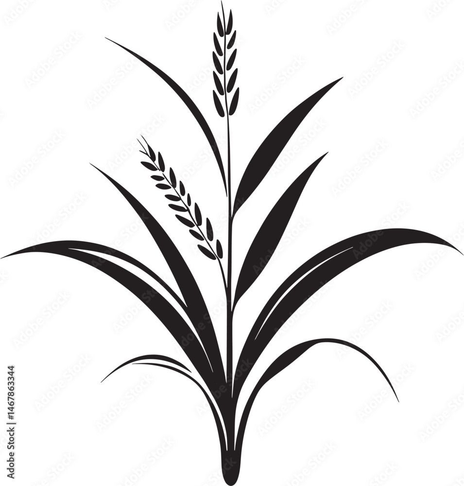 Fototapeta premium wheat ears isolated on white