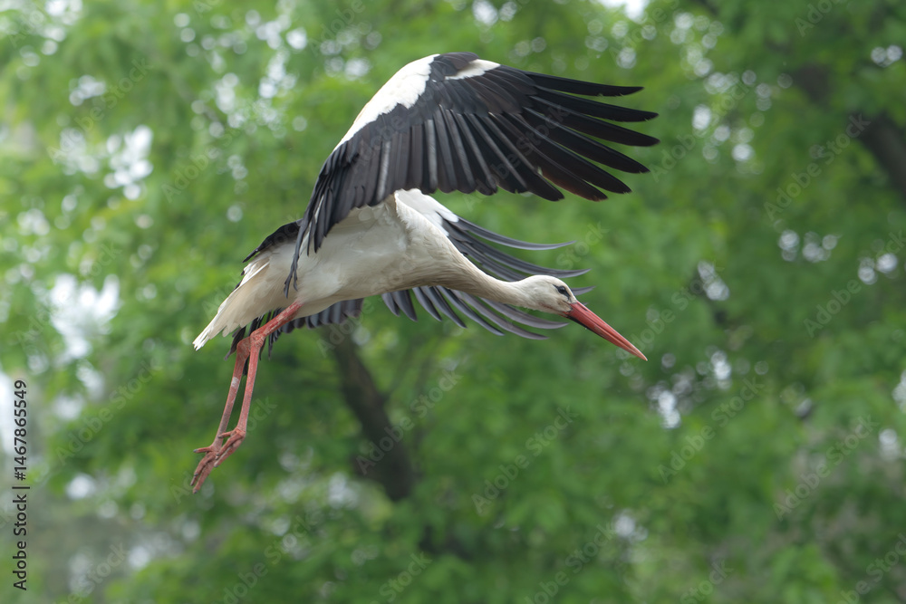 Fototapeta premium Bocian biały lecący na tle zieleni drzew