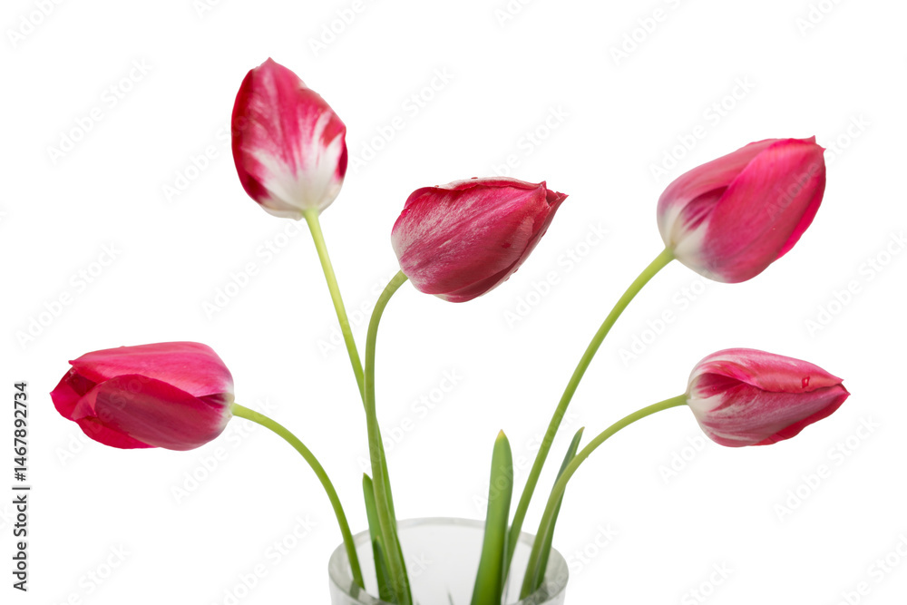 Bouquet of five dark pink fresh tulips in a vintage crystal vase on a transparent background. Bouquet of five dark pink fresh tulips in a vintage crystal vase on a transparent background.
