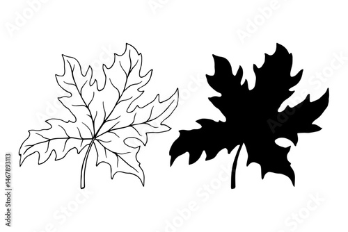 Linear sketch, doodle, silhouette of an autumn leaf. Vector graphics.