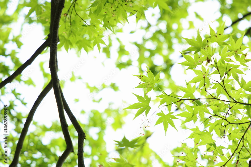 Obraz premium 新緑のカエデの葉 白背景