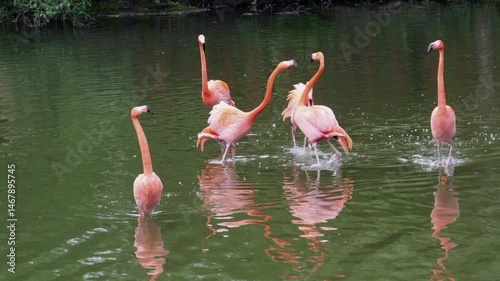 St Louis Zoo - Flamingo Battle photo