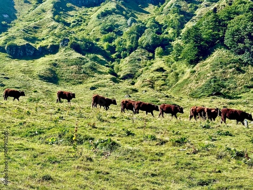 view of a herd of cows in a mountain pasture in the Massif Central on a sunny summer day
