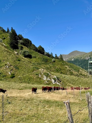 view of a herd of cows in a mountain pasture in the Massif Central on a sunny summer day
