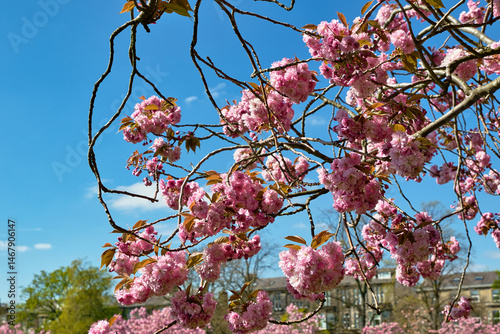 Pink Cherry Blossoms on Branches against Blue Sky in Harrogate, Yorkshire, UK.