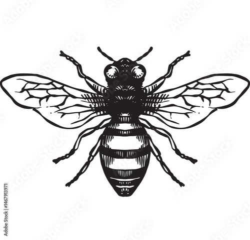 bee vintage hand drawing, engraving style