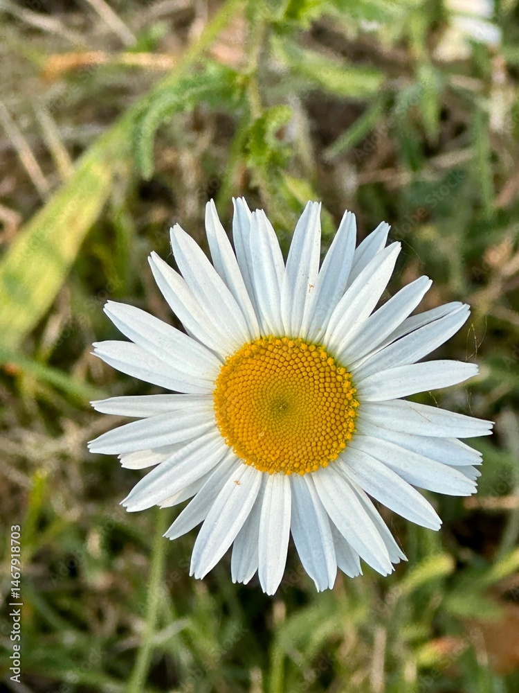Fototapeta premium white daisy flower