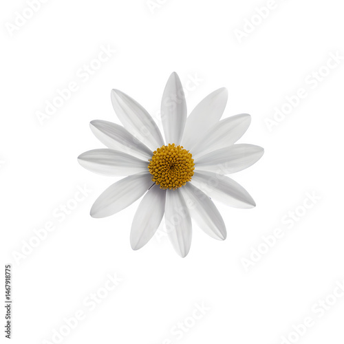 Flower PNG Clipart
