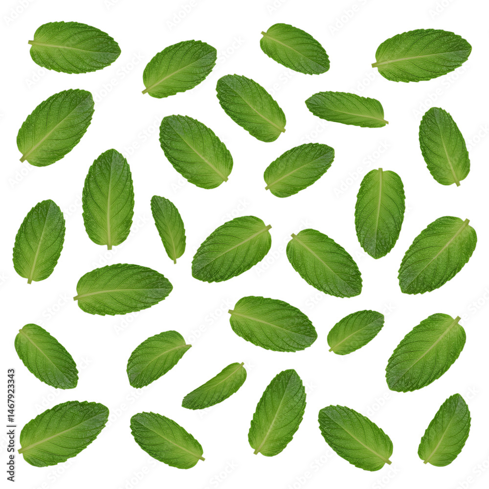Scattered Fresh Mint Leaves on White Background
Scattered Fresh Mint Leaves on White Background