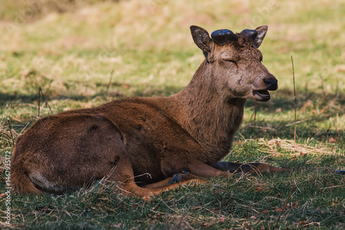 Reclining Deer with Budding Antlers on Grass at Studley Royal Park, UK.