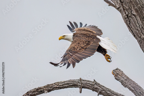 mature bald eagle taking off from large tree branch