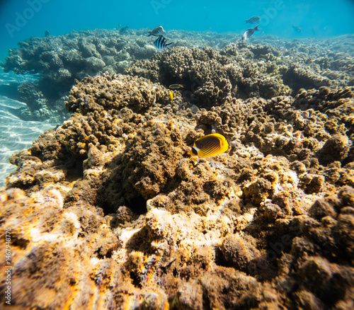 Fototapeta Naklejka Na Ścianę i Meble -  Underwater view of tropical coral reef with fishes and corals.