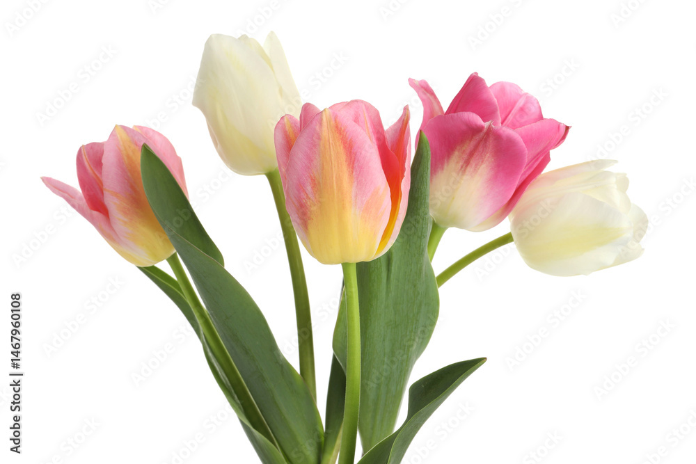 Fototapeta premium Many beautiful colorful tulips isolated on white