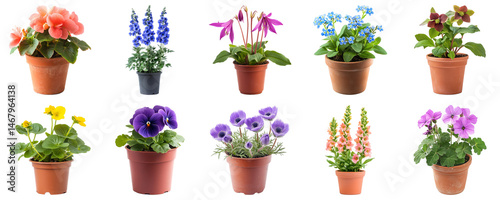 Colorful Assortment of Potted Flowers in Various Plant Pots for Fresh Garden Decor and Floral Arrangements. Large Multiple Plant and Nature Collection Set Isolated on Transparent Background