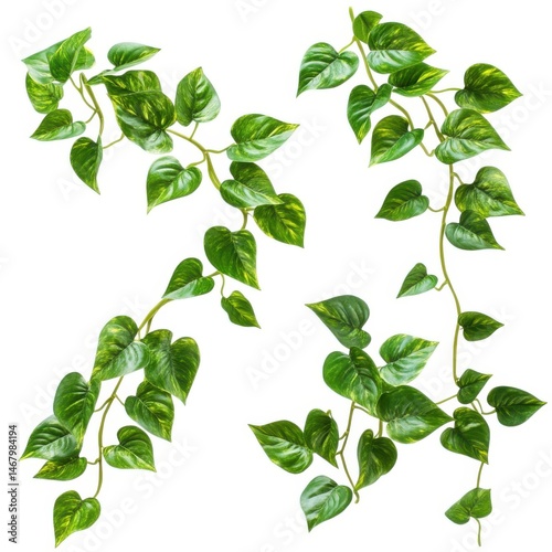 Green pothos plant vine foliage detail on white background