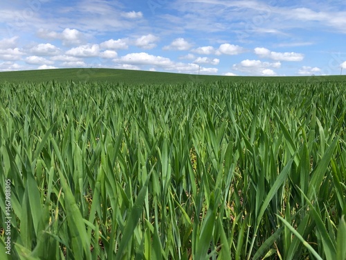 Crop of winter wheat in early May, in dry conditions, North Yorkshire, England, United Kingdom