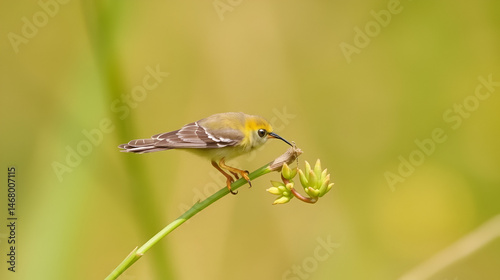 Lemon Emigrant (Form-crocale), Catopsilia pomona is feeding on snakeweed photo