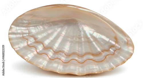 Close up of a iridescent seashell with wavy lines and a smooth surface on a white background