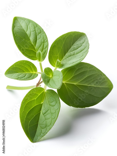 Oregano or marjoram leaves isolated on white background. Fresh oregano spice close up.