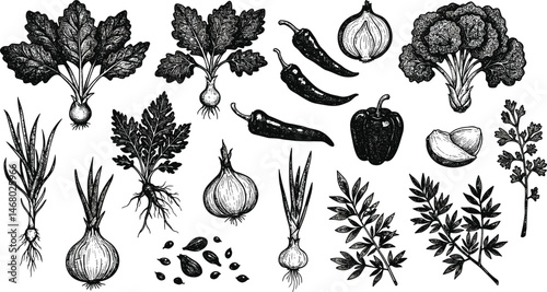 Group of herbs and spices illustration, drawing, engraving, ink, line art, vector