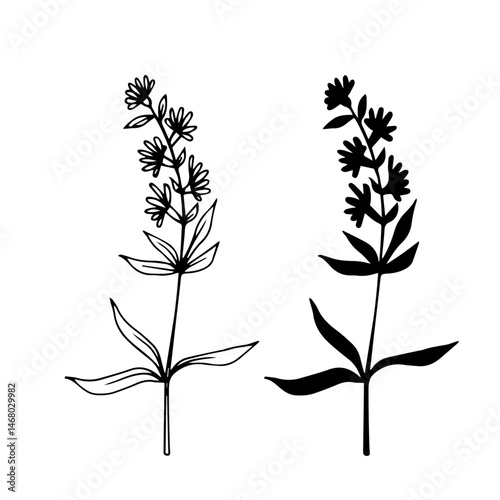 Linear sketch, silhouette, stamp of wild meadow grasses, wild flowers. Vector graphics.