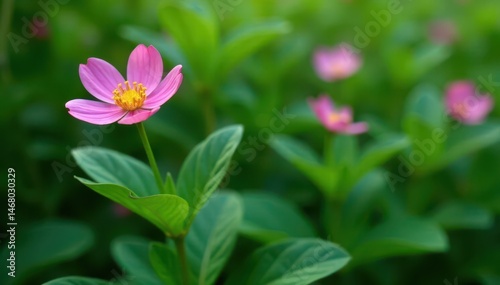 Solitary pink flower blooming amidst green foliage , quiet, pink