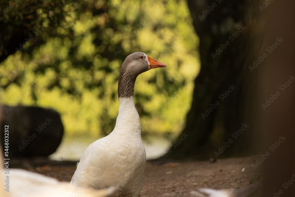 Fototapeta premium Close-up of a white domestic goose with an orange beak, standing on a natural ground surface with another goose blurred in the background. Captured in warm natural light with a soft-focus background.